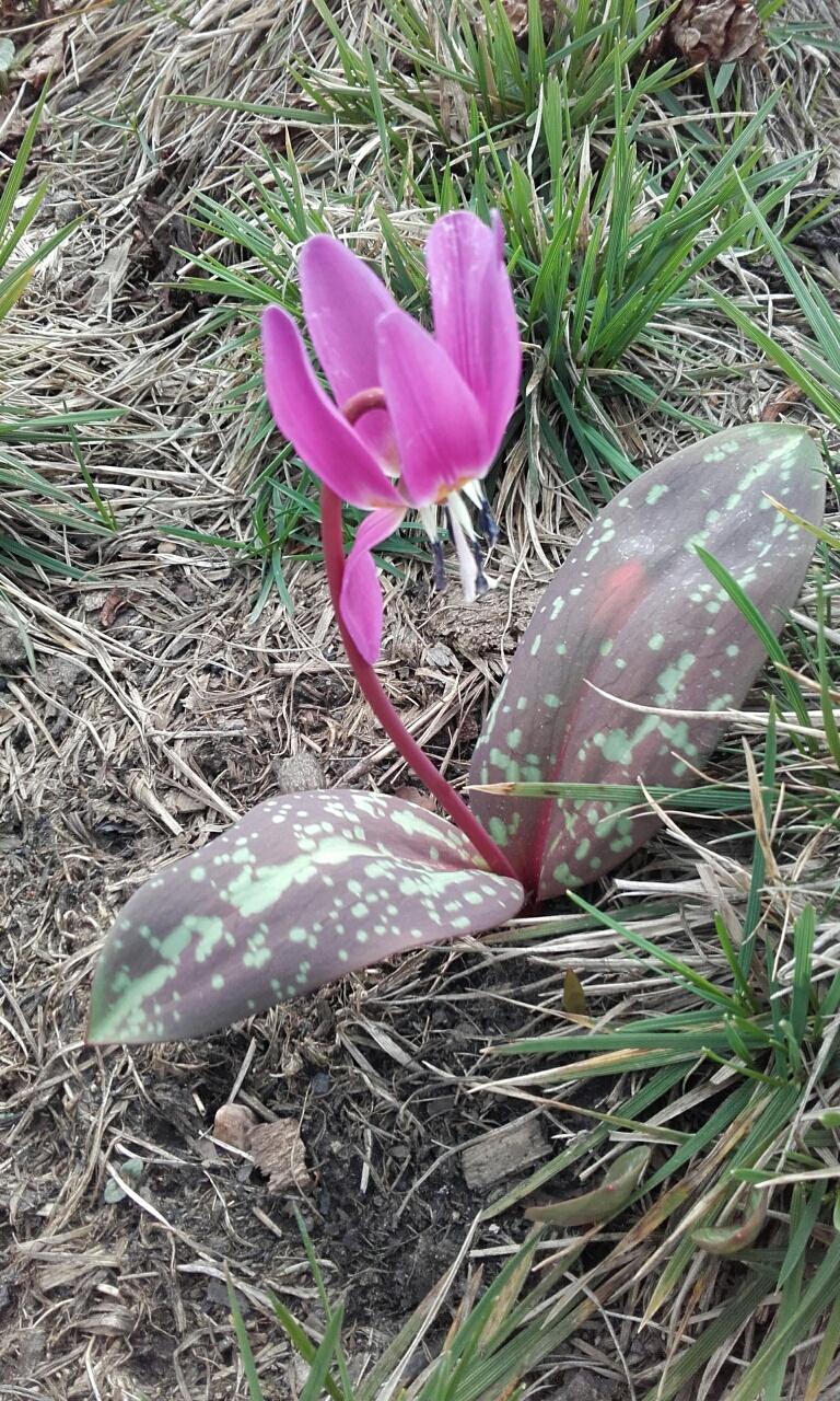 Teszla-tisztás tarka tavaszi teremtményei